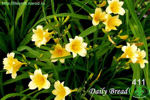 лилейник Daily Bread