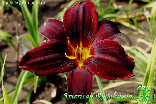 лилейник American Revolution