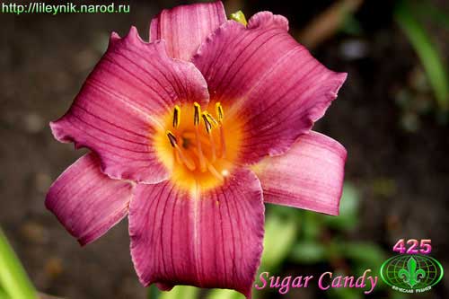 лилейник Sugar Candy