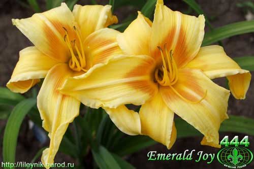 Emerald Joy