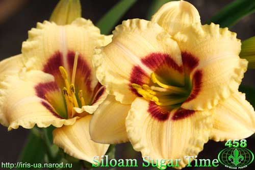 Siloam Sugar Time