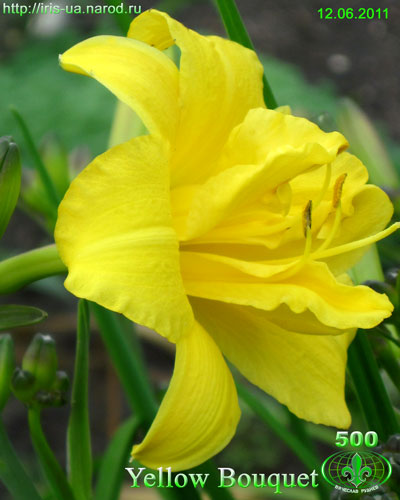 лилейник Yellow Bouquet